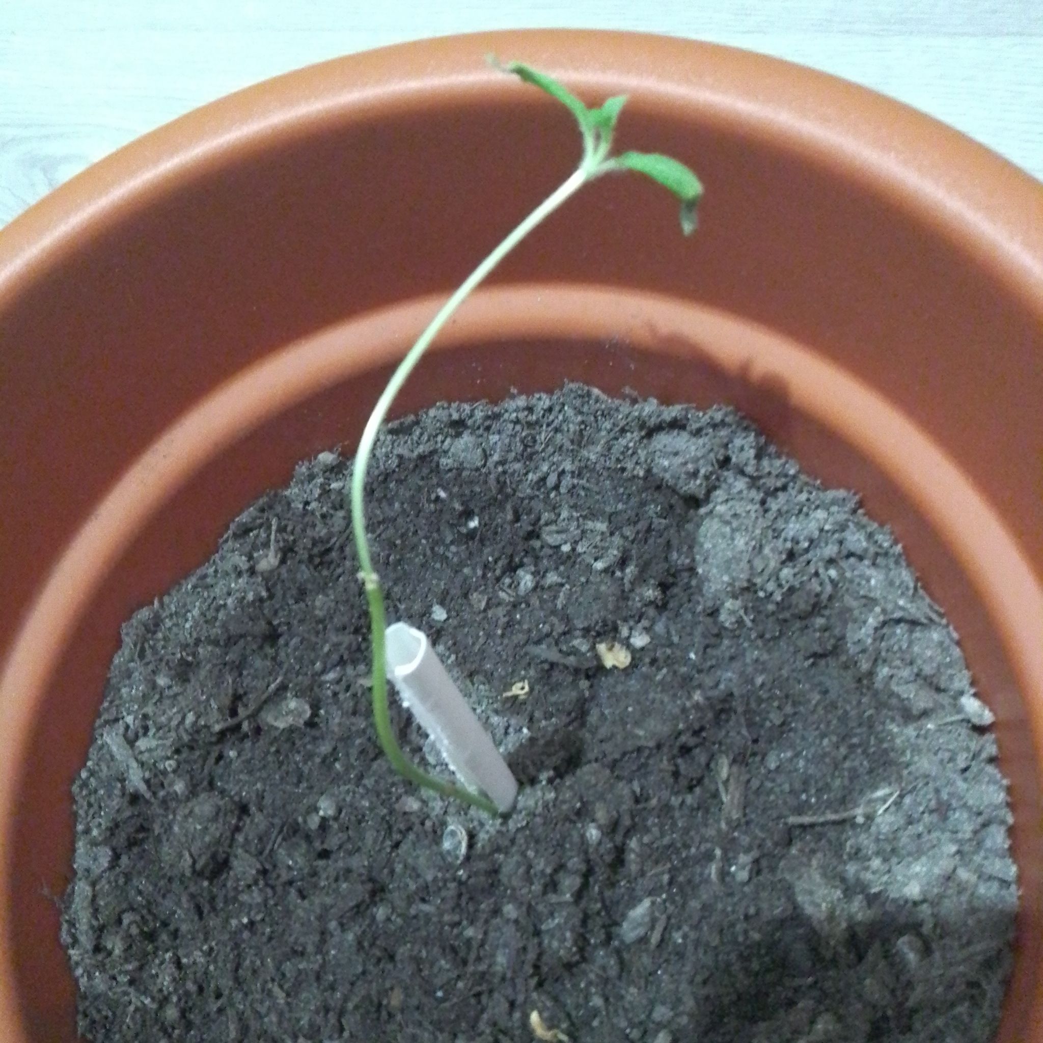 Photo of the plant species Giant Sunflower by @YesChives22 named Sam Gamgee on Greg, the plant care app