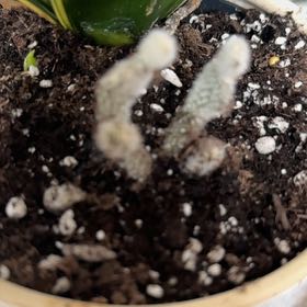 Photo of the plant species Teddy-Bear Cactus by @ProphetKoa42 named Cleopatra on Greg, the plant care app