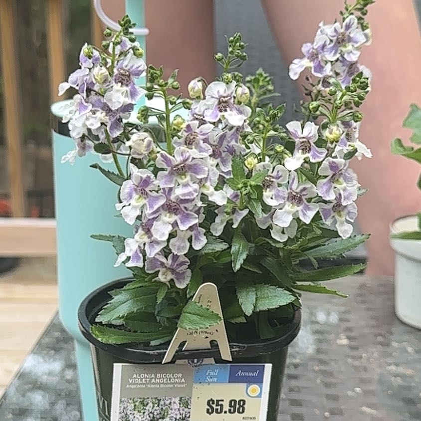 Plant care for Davidson's Penstemon on Greg, the plant care app