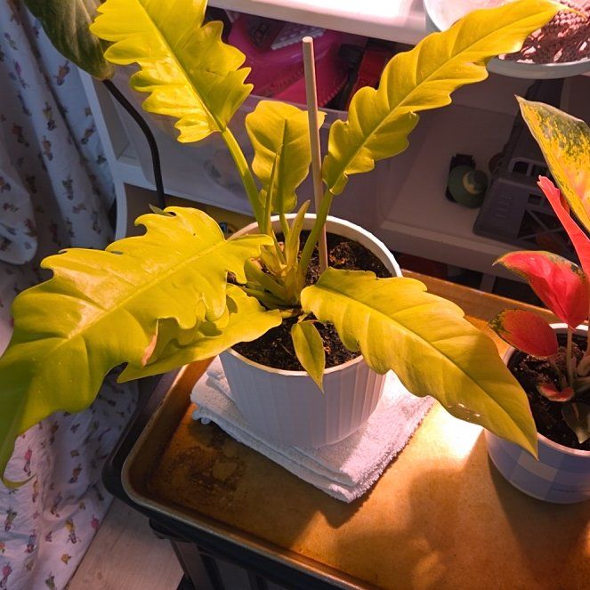 Photo of the plant species Philodendron golden crocodile by @SereneSedge17 named Prince on Greg, the plant care app