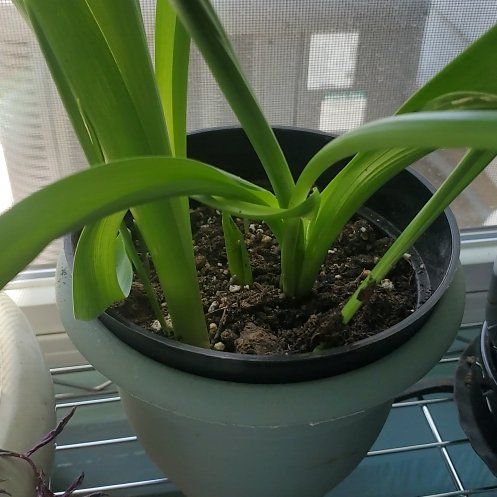Photo of the plant species Allium by @TenebraeofCMYK named Xena on Greg, the plant care app