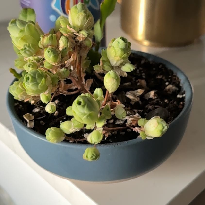 Photo of the plant species Mountain Rose by @BuffCupidsdart named Khaleesi on Greg, the plant care app