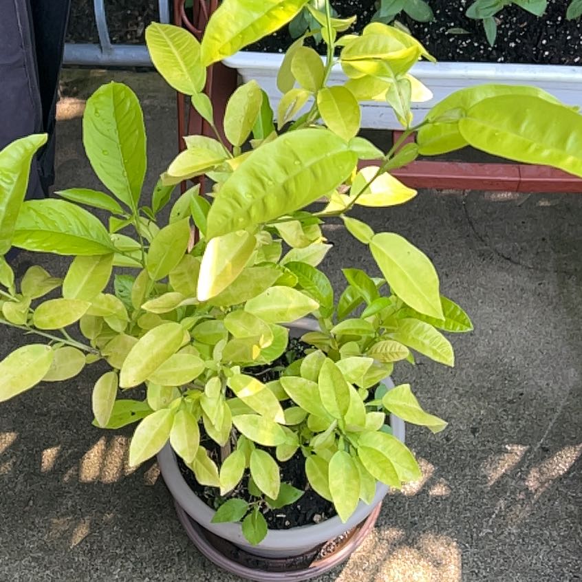 Photo of the plant species pomelo by @PracticalWeed named Luna on Greg, the plant care app