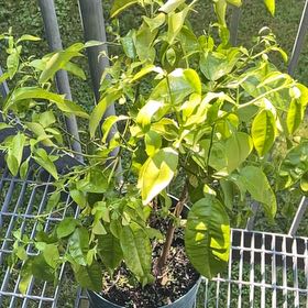 Photo of the plant species pomelo by @PracticalWeed named Kobe on Greg, the plant care app