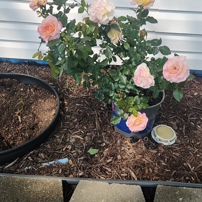 Photo of the plant species True Sincerity by @GroovyImpatiens named Pax on Greg, the plant care app