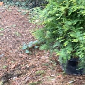 Photo of the plant species Common Polypody by @VitalHairysedge named Sol on Greg, the plant care app