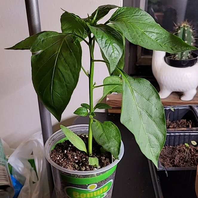 Photo of the plant species Anaheim Pepper by @squidolian named Anna on Greg, the plant care app