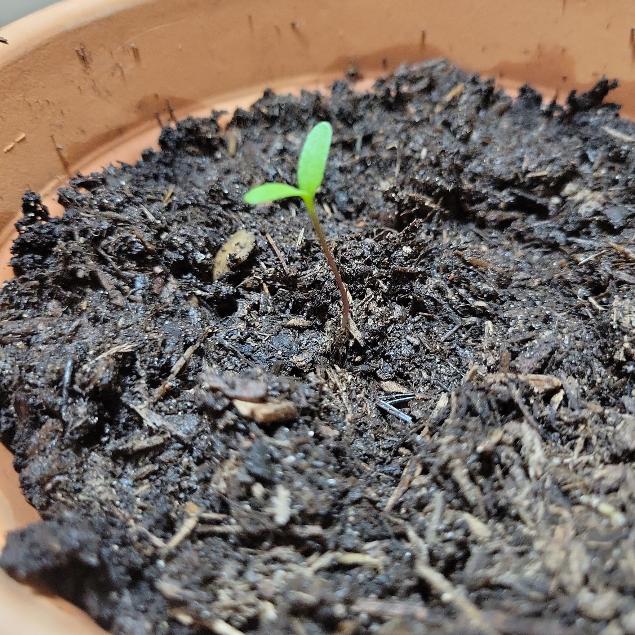 Photo of the plant species French Marigold 'Queen Sophia' by @squidolian named Mari on Greg, the plant care app