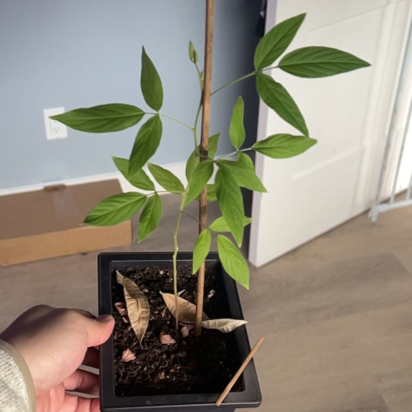 Photo of the plant species Gray Pigeon Pea by @MarvelRedbetel named James Dean on Greg, the plant care app