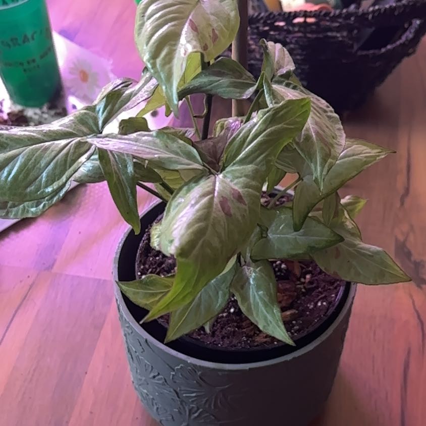 Photo of the plant species syngonium strawberry milk by @Niecey named Shortcake on Greg, the plant care app