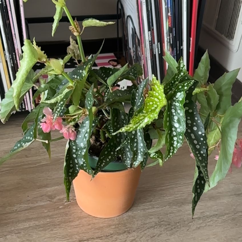 Photo of the plant species Begonia 'Angel My Special Angel' by @SirPyrethrum62 named Kardashian on Greg, the plant care app