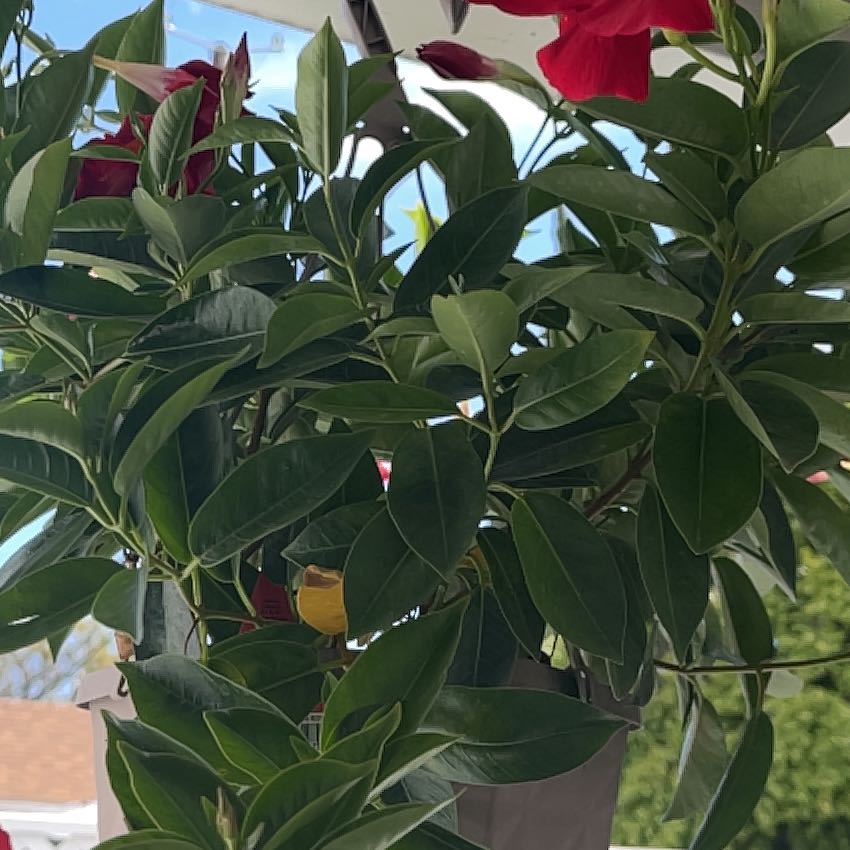 Photo of the plant species Sundenia Red Dipladenia by @CivicRedbean35 named Terra on Greg, the plant care app