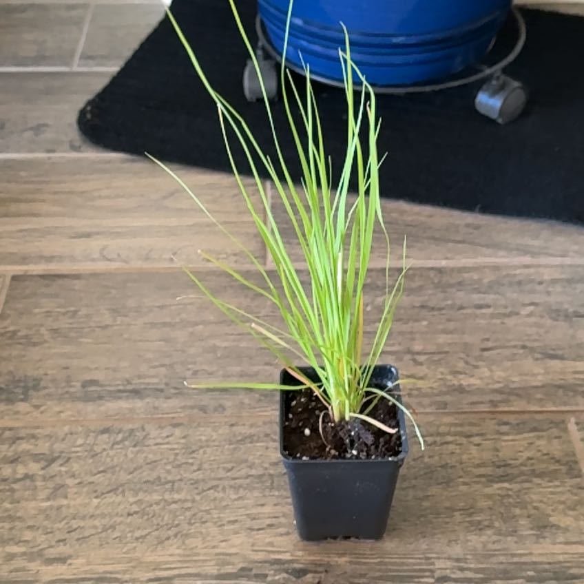 Photo of the plant species Pink Pampas Grass by @PiousHardbeech named Marilyn on Greg, the plant care app