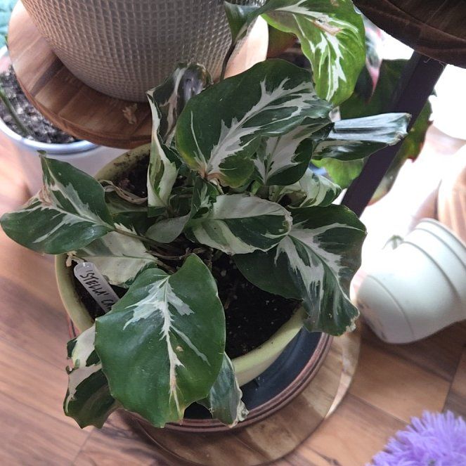 Photo of the plant species Calanthe Stella by @shazzy named Kendall on Greg, the plant care app