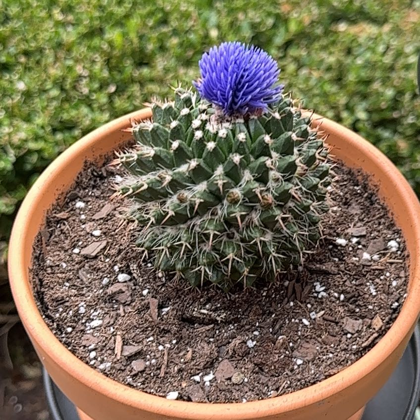 Photo of the plant species Mammillaria polythele 'Nuda' by @UnlimitedAtom named Feyre on Greg, the plant care app