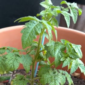 Photo of the plant species Husky Cherry Red Tomato by @UnlimitedAtom named Harmony on Greg, the plant care app
