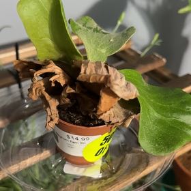 Photo of the plant species Elephant Staghorn Fern by @DivineTaro26 named Eva on Greg, the plant care app