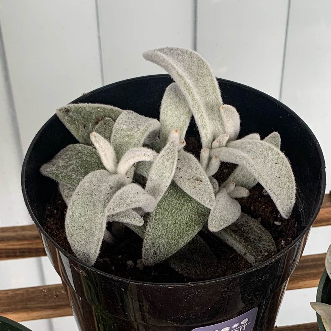 Photo of the plant species Kalanchoe 'Polar Bear' by @HarmonyForseen named Anne on Greg, the plant care app