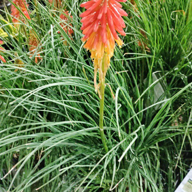 Photo of the plant species Red Hot Poker by @HardyKanna8 named Tolkien on Greg, the plant care app