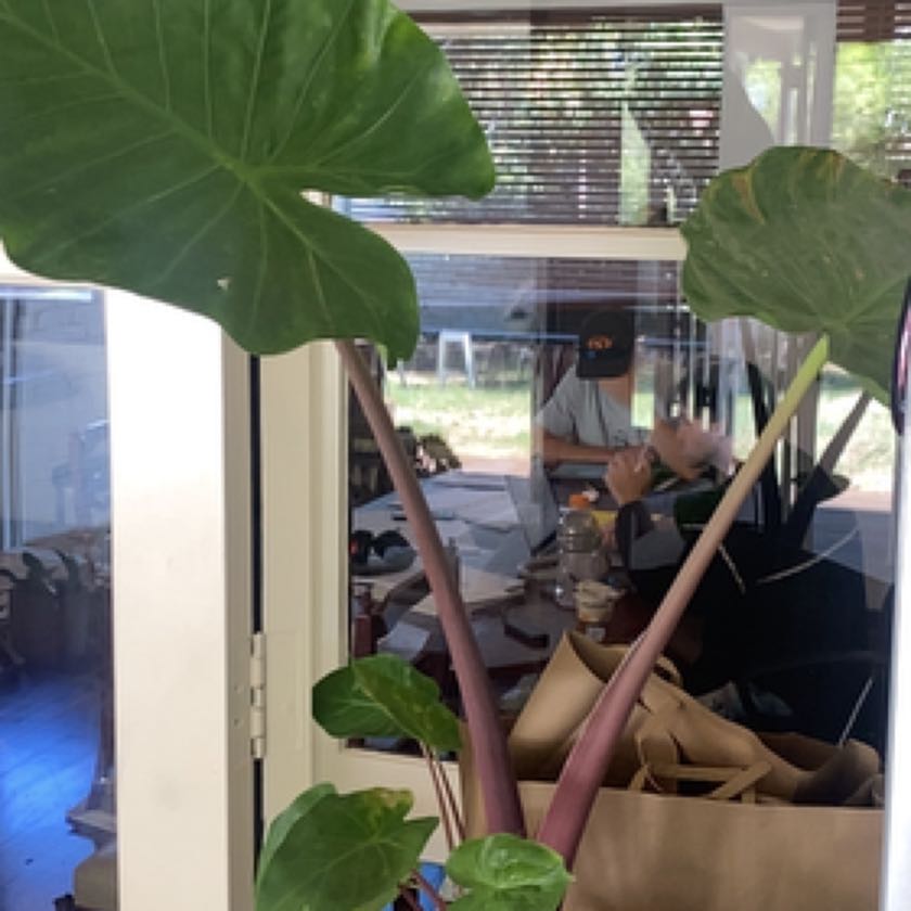Photo of the plant species Alocacia Fornicata by @JuicyPigsears37 named Homer on Greg, the plant care app