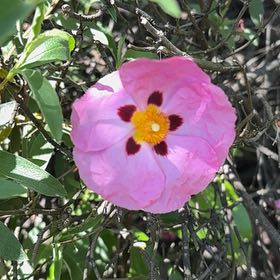 Photo of the plant species Showy Pink Evening Primrose by @FitBogwillow94 named Darwin on Greg, the plant care app