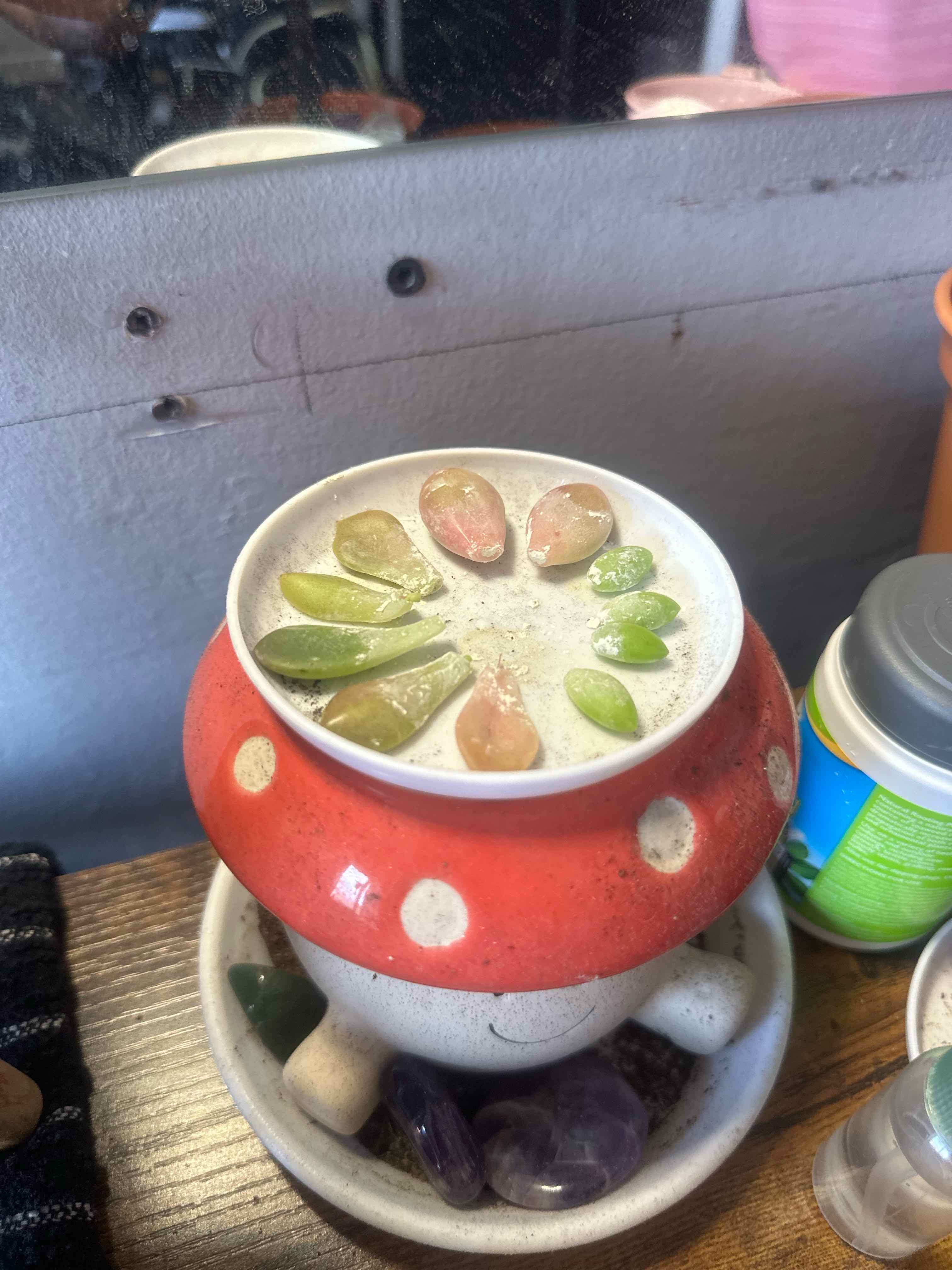 Photo of the plant species Propagaters by @GemCocoplum35 named Luna on Greg, the plant care app