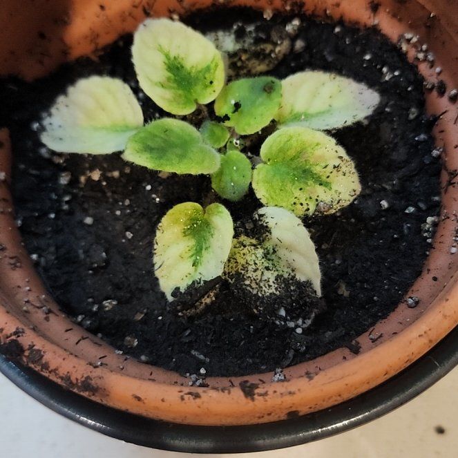 Photo of the plant species Mini African Violet by @GoodHope68 named Bruce Lee on Greg, the plant care app