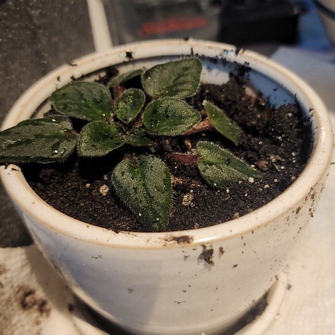 Photo of the plant species Optimara Little Adagio mini African violet by @GoodHope68 named Harmony on Greg, the plant care app