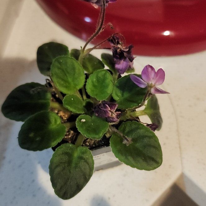 Photo of the plant species Mini African Violet by @GoodHope68 named Sigmund on Greg, the plant care app