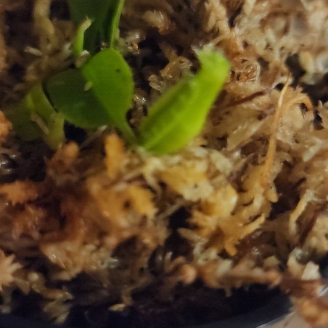 Photo of the plant species Nepenthes 'Diana' by @GoodHope68 named Hemingway on Greg, the plant care app