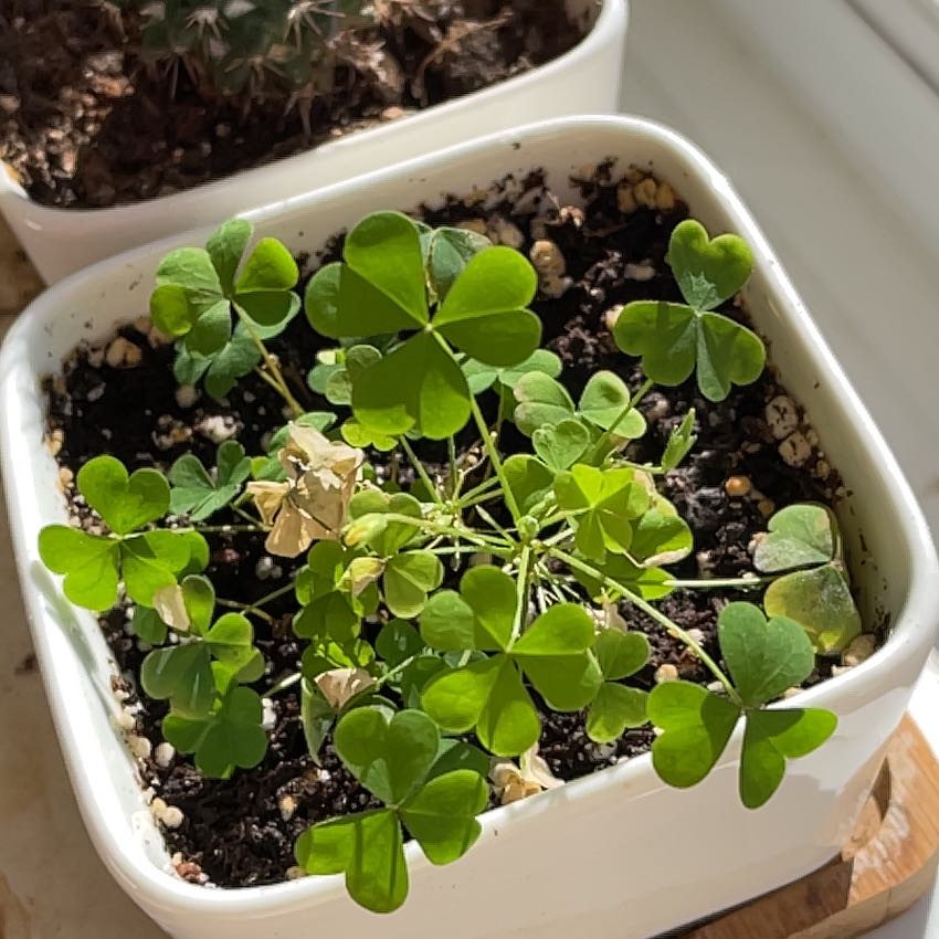 Potted Creeping Woodsorrel plant with some yellowing and browning leaves in a white container.
