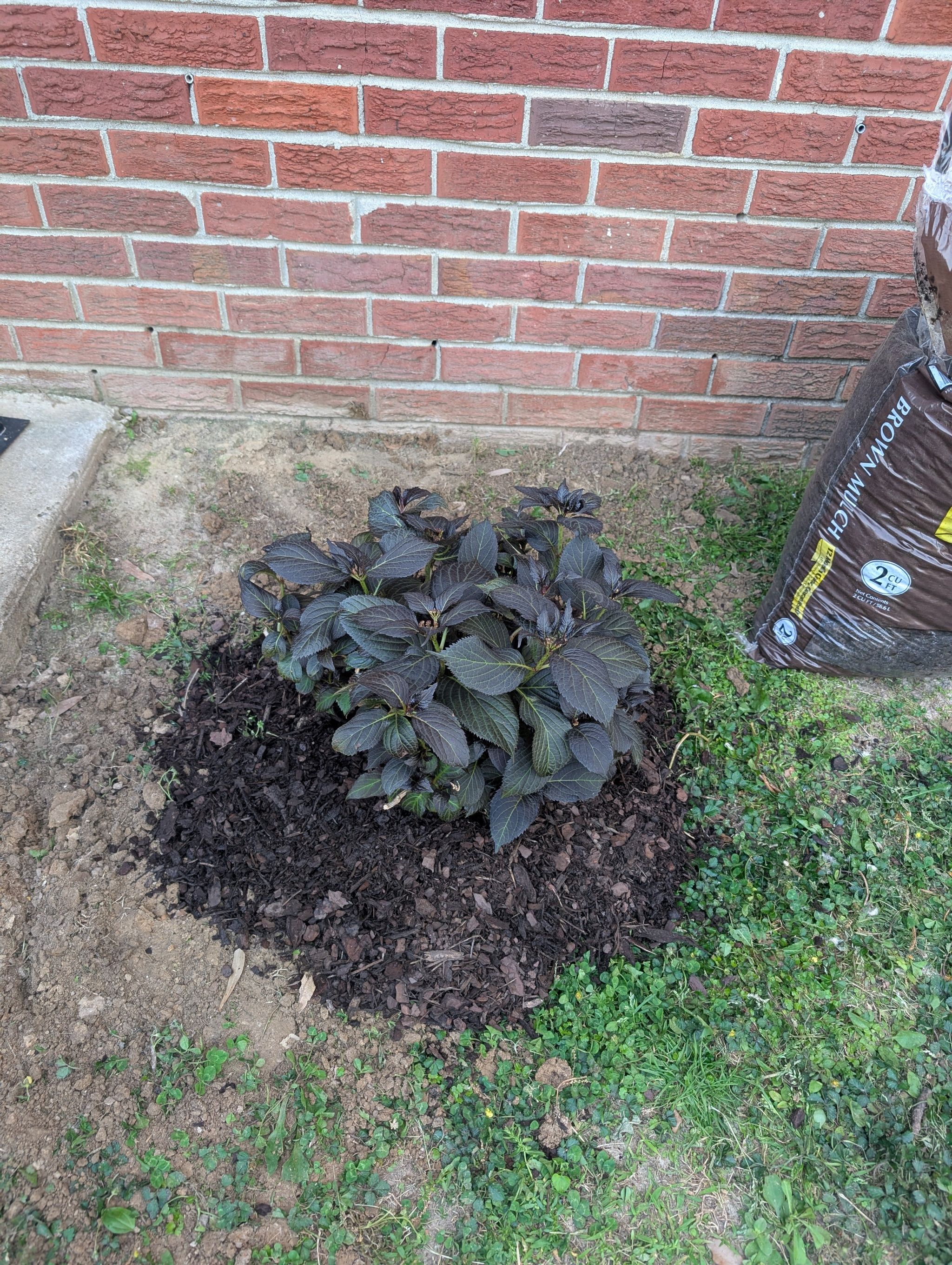 Photo of the plant species Eclipse Hydrangea by @ExoticGraypine named Gothika on Greg, the plant care app