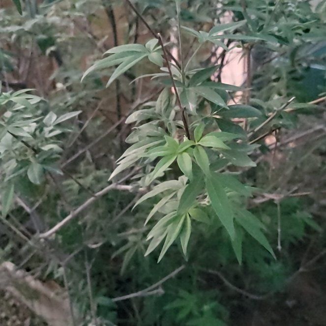 Photo of the plant species Texas Lilac by @BentonRoseheath named Leaf Erickson on Greg, the plant care app