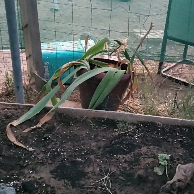 Photo of the plant species Iris by @BentonRoseheath named Muhammad Ali on Greg, the plant care app