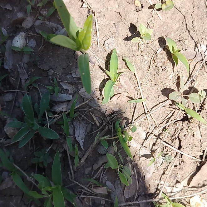 Photo of the plant species Butterfly Pea by @SleekBlueiris30 named Gregarious on Greg, the plant care app