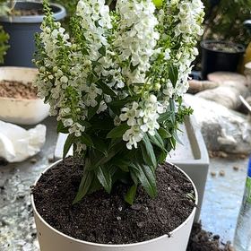 Photo of the plant species Angelonia Serenita Rose by @DapperLippia52 named Huckleberry Fern on Greg, the plant care app