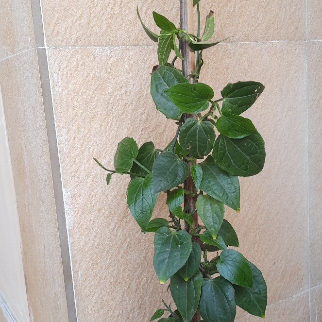 Photo of the plant species Clematis by @FestalKalanchoe named LiloStitch on Greg, the plant care app