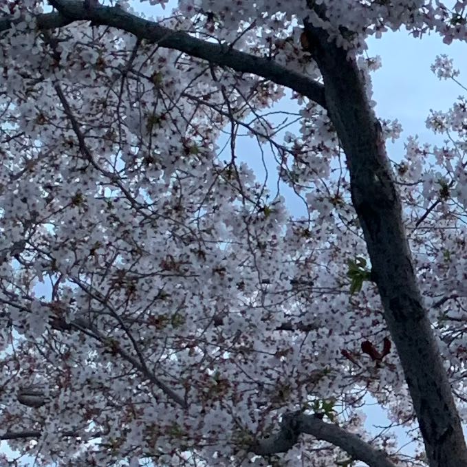 Photo of the plant species Yoshino Cherry by @CuteOnion49 named Osmo on Greg, the plant care app