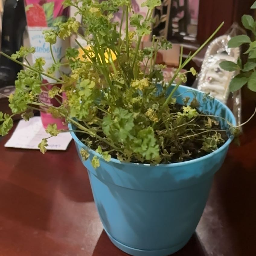 Photo of the plant species Curly Parsley by @AlertKoa26 named Fernie Mac on Greg, the plant care app