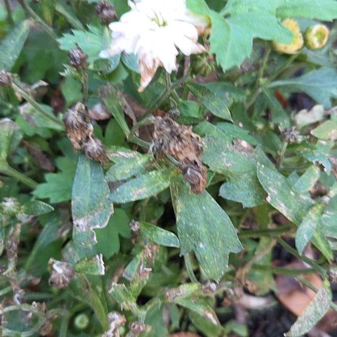 Photo of the plant species Bladder Campion by @SwiftCopperrose named Ronaldo on Greg, the plant care app
