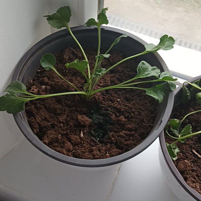 Photo of the plant species Buttercup by @UpcomingSedge48 named Isabella on Greg, the plant care app