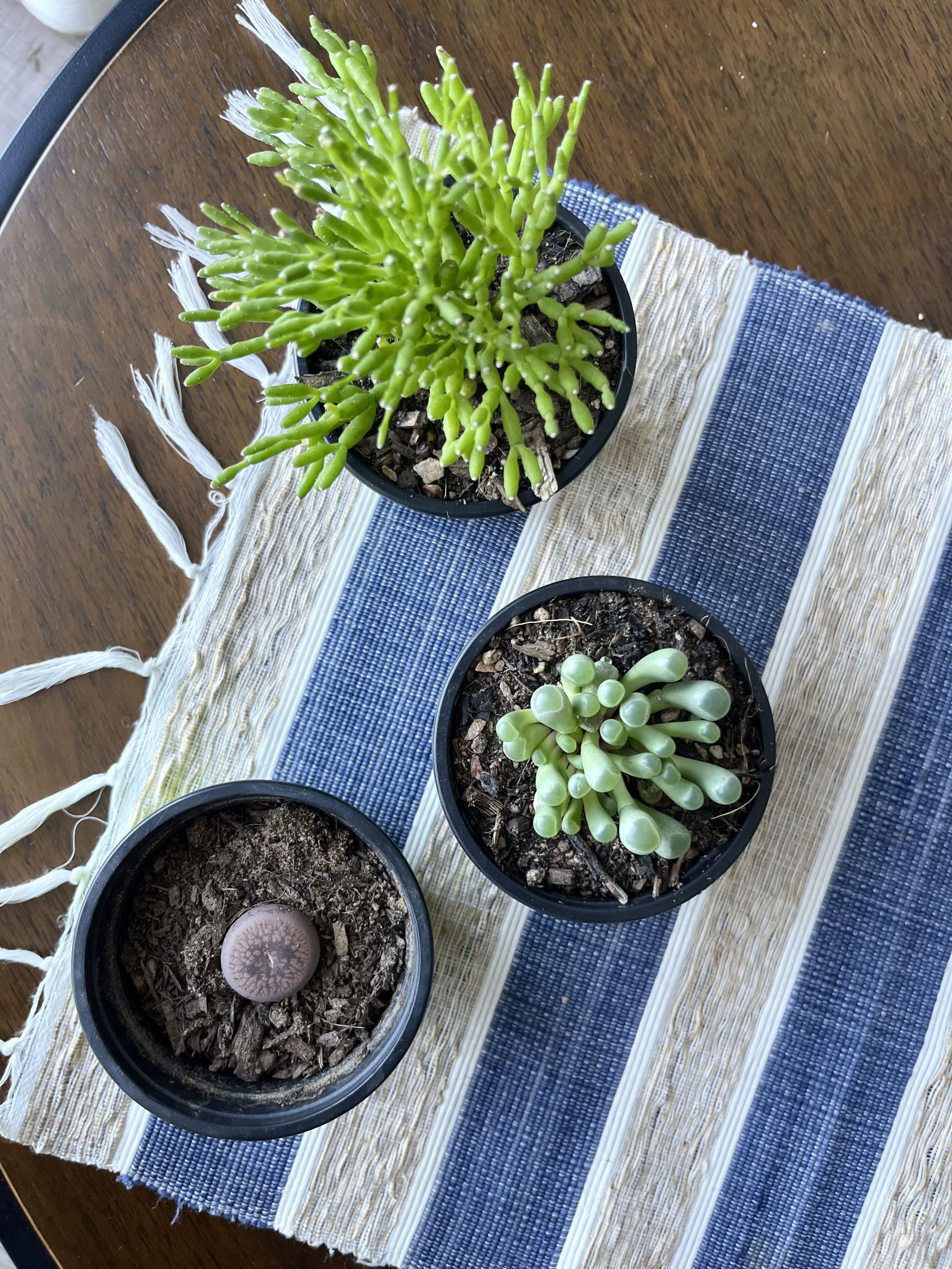 Photo from the post