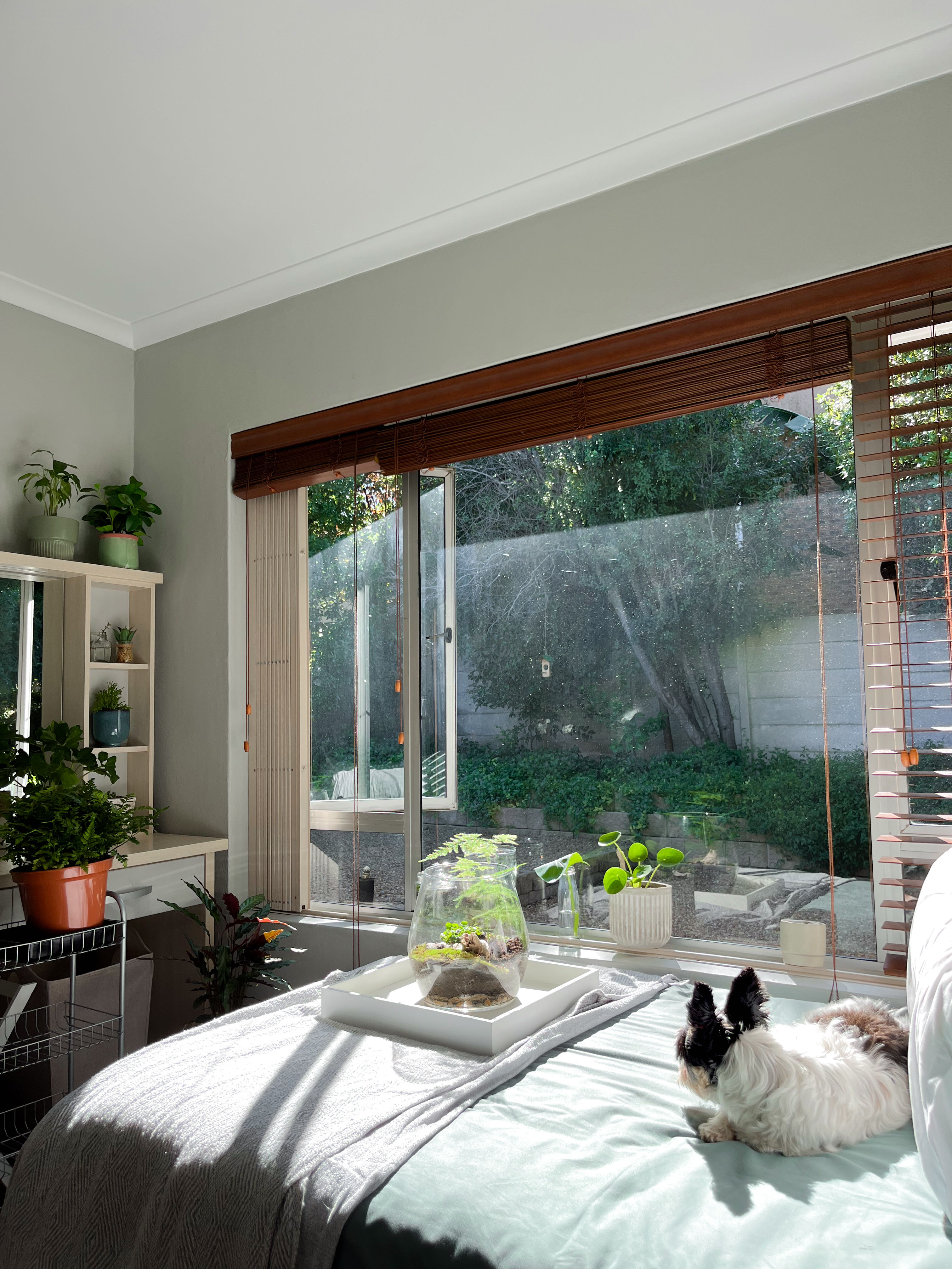 Living Stone Plant Care: Water, Light, Nutrients | Greg App 🌱