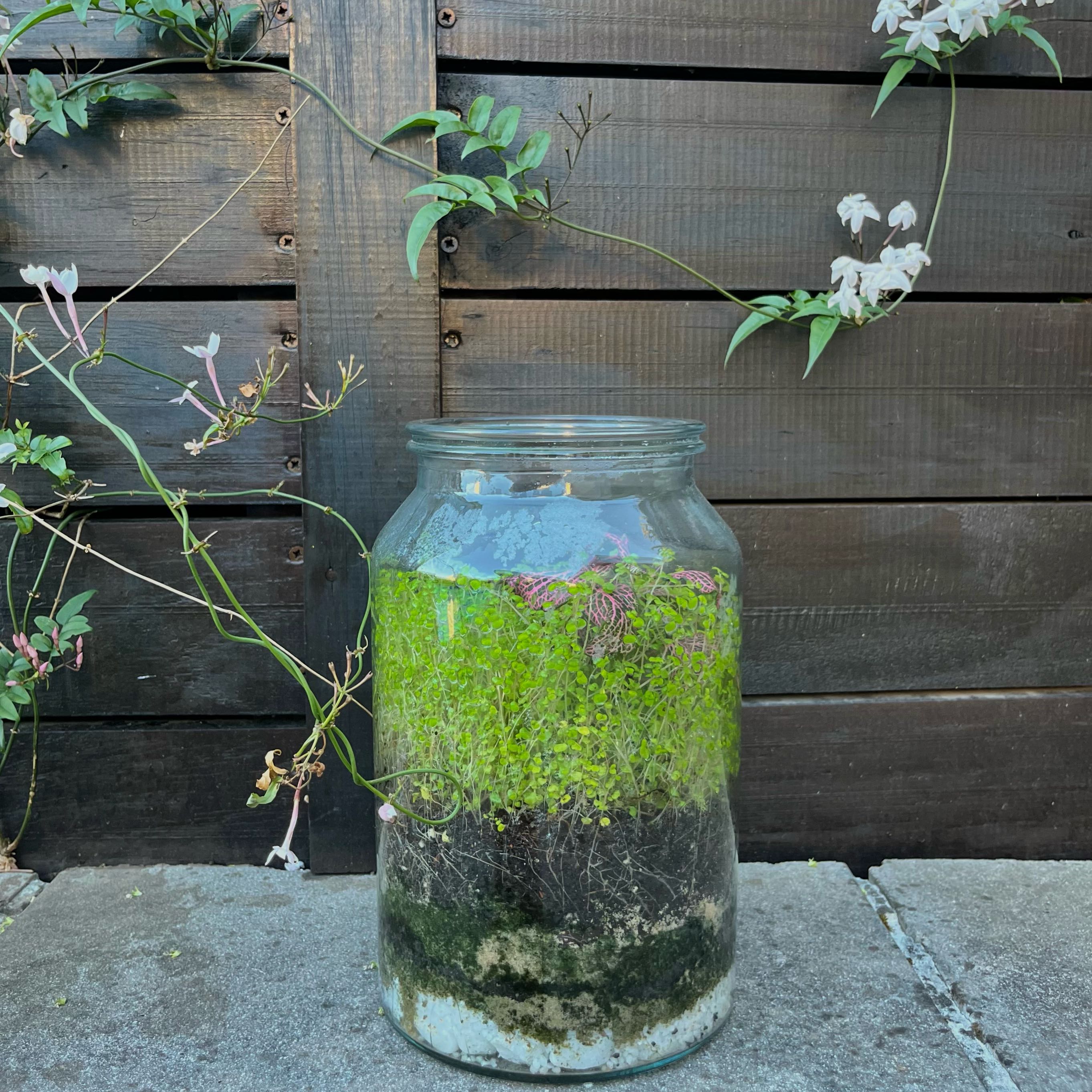 Nerve plant ecosystem