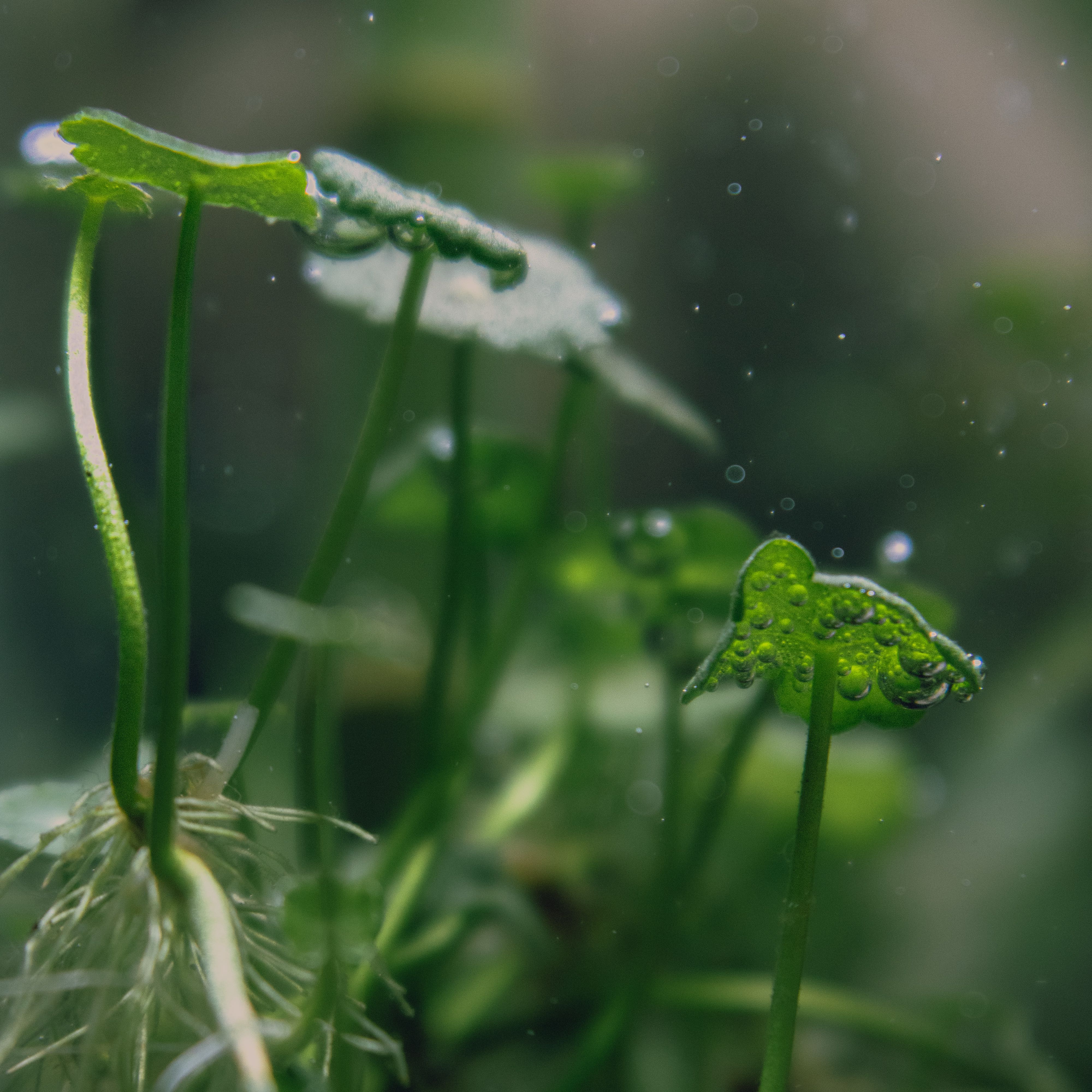 Photo of the plant species Walstad by @Pothead_Poet named Walstad ecosystem on Greg, the plant care app