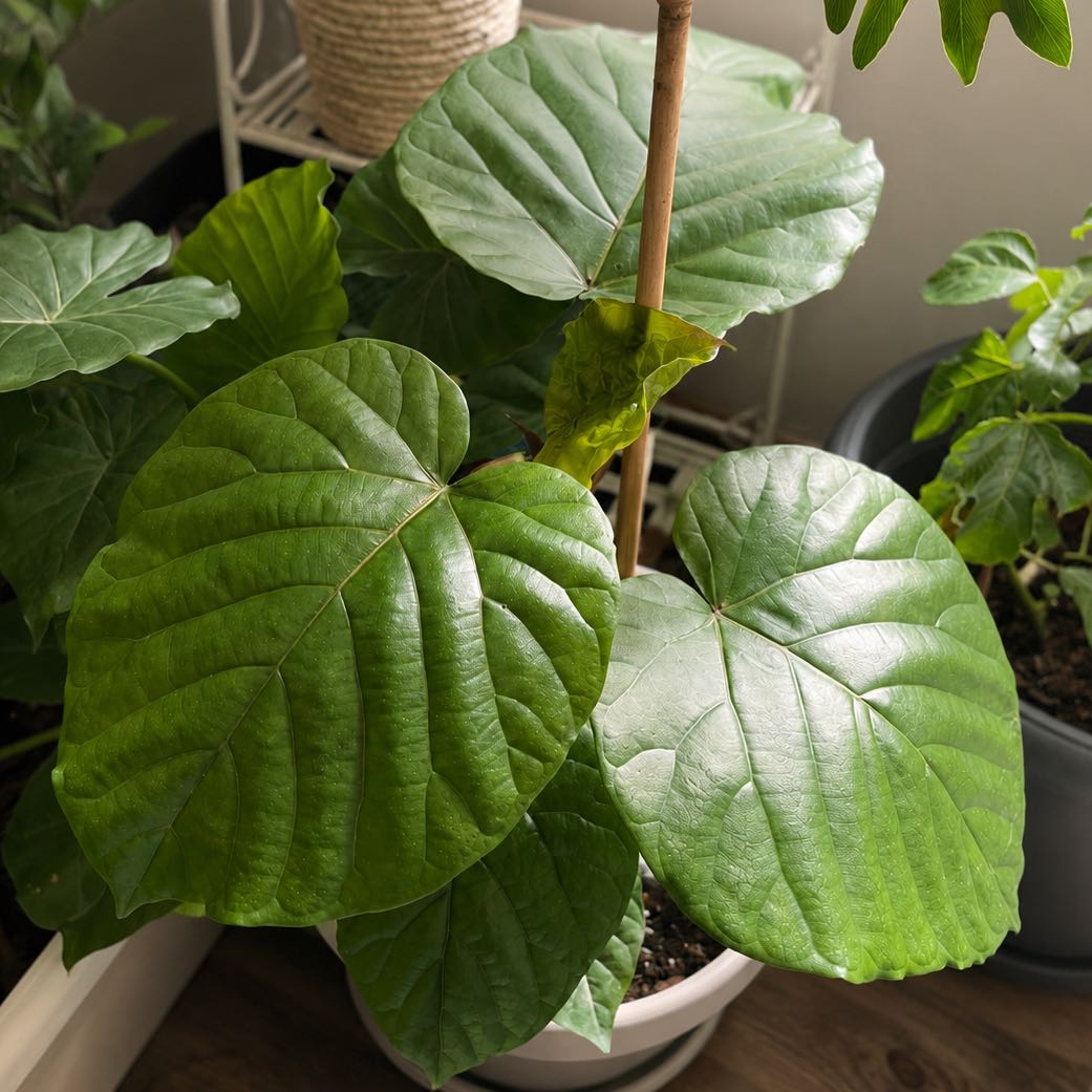 Photo of the plant species Ficus umbellata by @Pothead_Poet named Noah on Greg, the plant care app