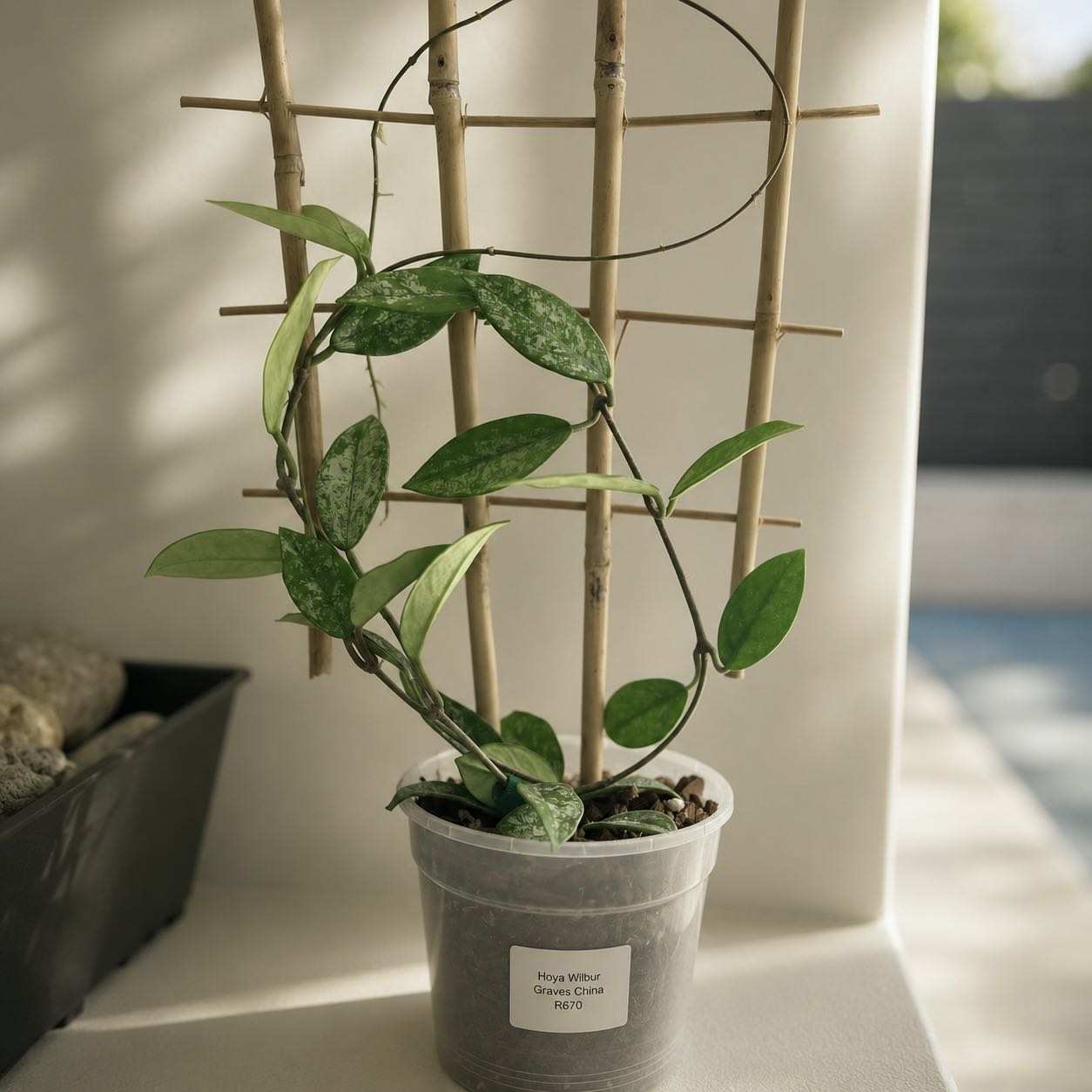 Photo of the plant species Hoya parviflora by @Pothead_Poet named Fernie Saunders on Greg, the plant care app