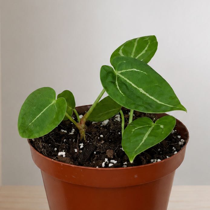 Photo of the plant species Alocasia by @Pothead_Poet named Mix on Greg, the plant care app