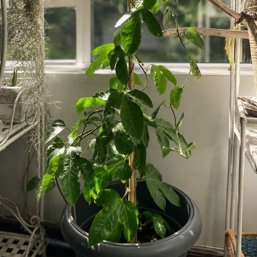 Photo of the plant species Giant Granadilla by @Pothead_Poet named Granadiva on Greg, the plant care app