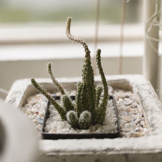 Photo of the plant species Peanut Cactus by @Pothead_Poet named Ronaldo on Greg, the plant care app